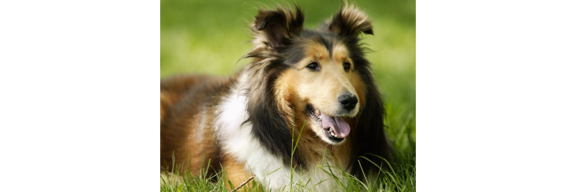 Choosing The Right Dog Obedience Trainer For Your Pit Bull Terrier